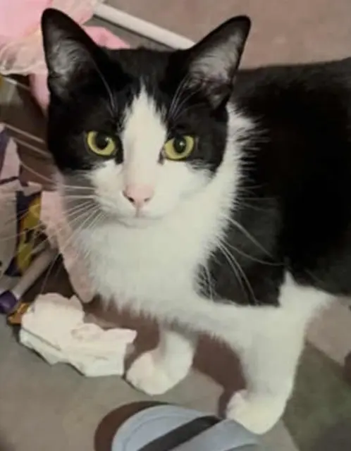 chat reunited    Toulouse Tishaq