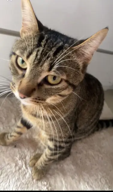 chat reunited    Toulouse Twenky