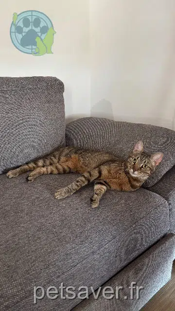 chat reunited Toulouse Tyr
