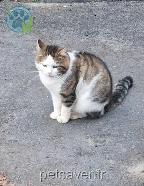 chat reunited    Toulouse Tyson