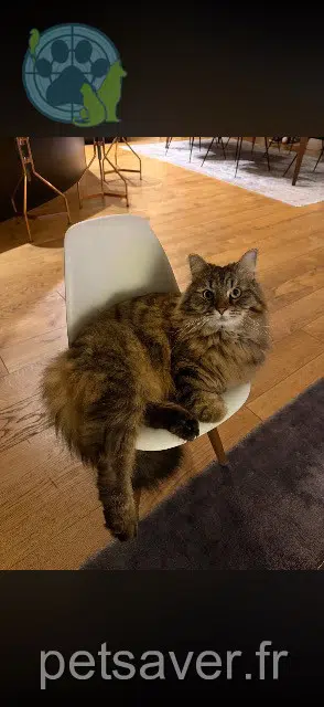 chat reunited    Toulouse Ulys