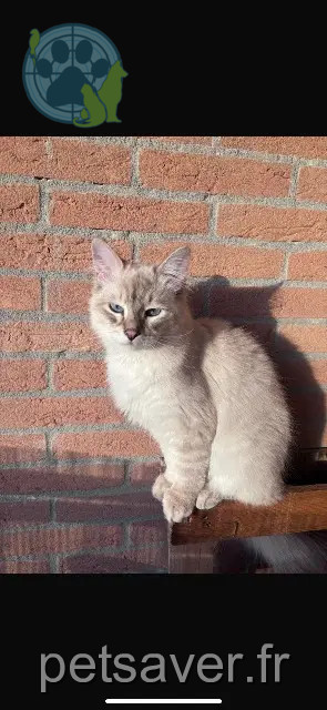 Kater reunited Toulouse Volt