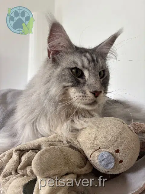 chat reunited Toulouse Warrior