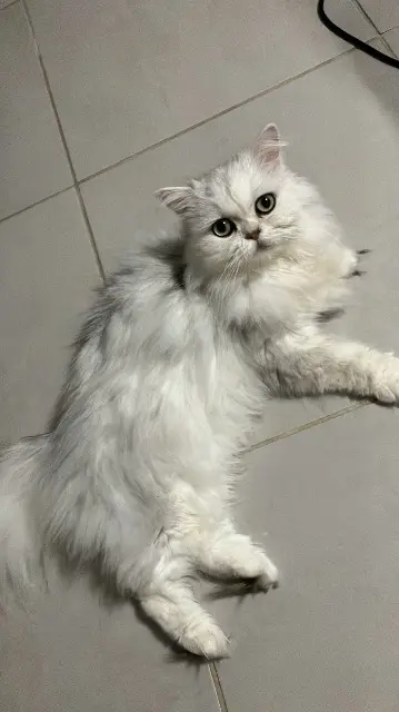 chat reunited    Toulouse Weather report