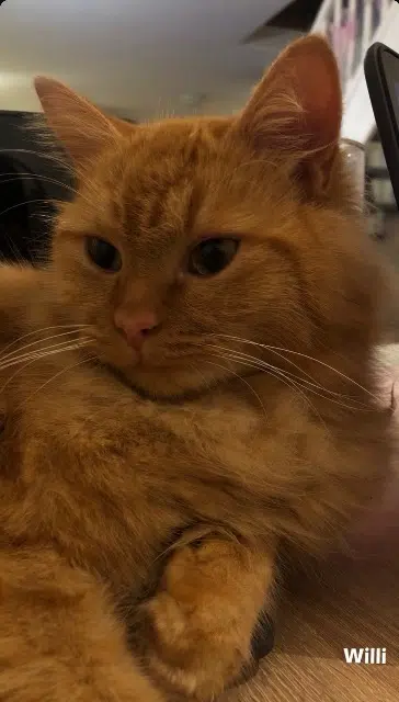 cat reunited    Toulouse William