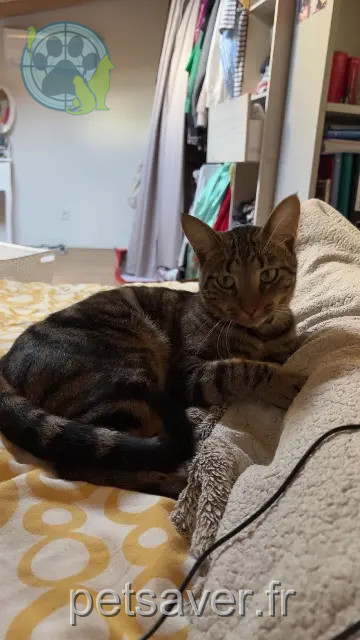 chat reunited Toulouse Yoko