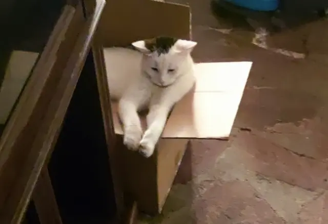 chat reunited   31600 Muret Tysha