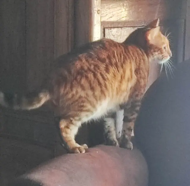 chat reunited   31780 Castelginest Uno