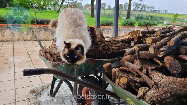 chat reunited 31330 Le Burgaud Vanille