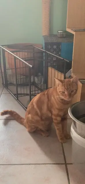 chat reunited   31340 Villemur-sur-Tarn Velcro