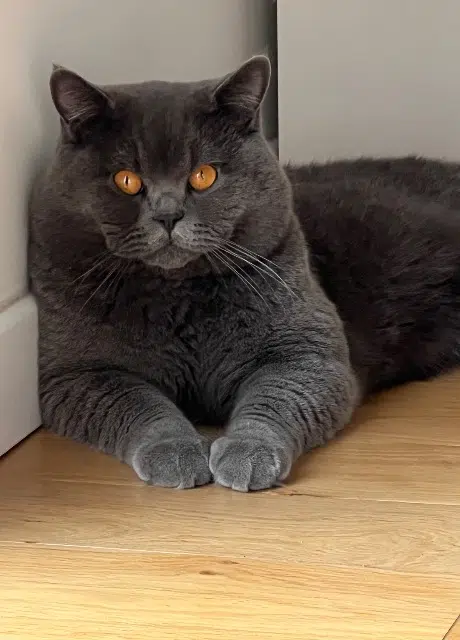 chat reunited   31600 Lamasquère Venus