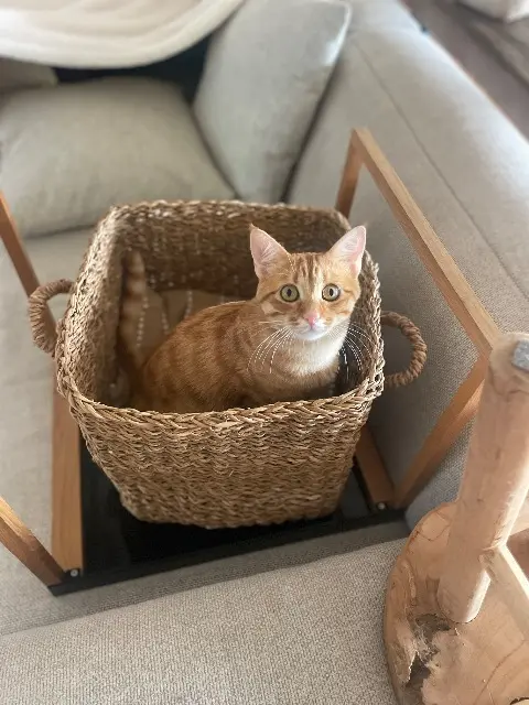 chat reunited   31570 Sainte-Foy-d'Aigrefeuille Vivaldi