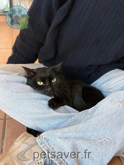 chat reunited   31320 Castanet-Tolosan Wesley