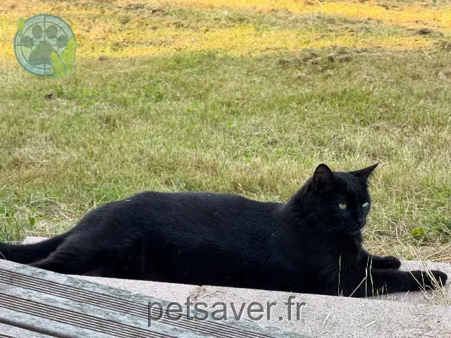 gato reunited 31320 Péchabou Wooly