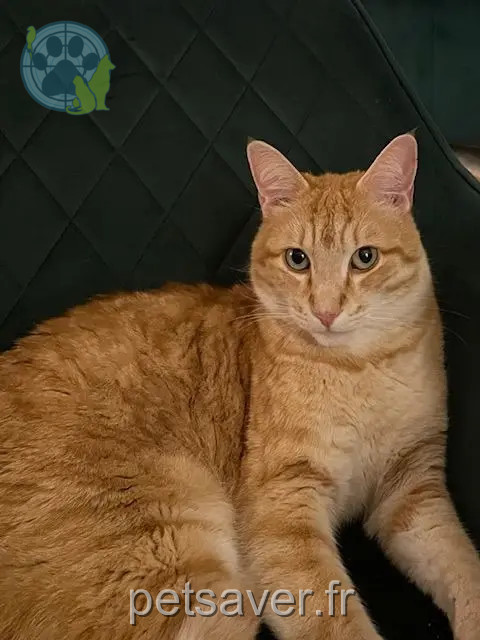 Kater reunited 31240 L'Union Yoda