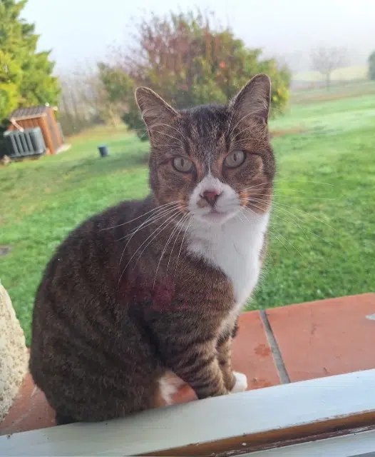 chat reunited   31290 Avignonet-Lauragais Yogi