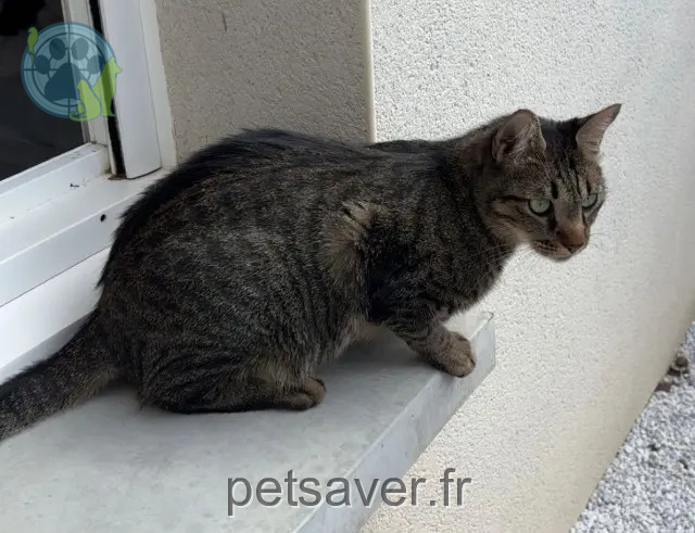 chat reunited   31830 Plaisance-du-Touch Yoshi