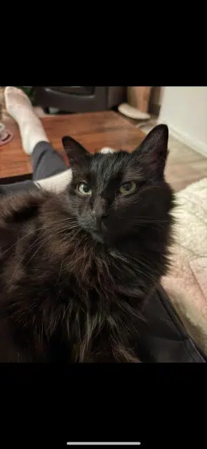 chat reunited   31600 Lamasquère Youmi