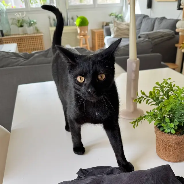 chat reunited   31240 L'Union Yumi