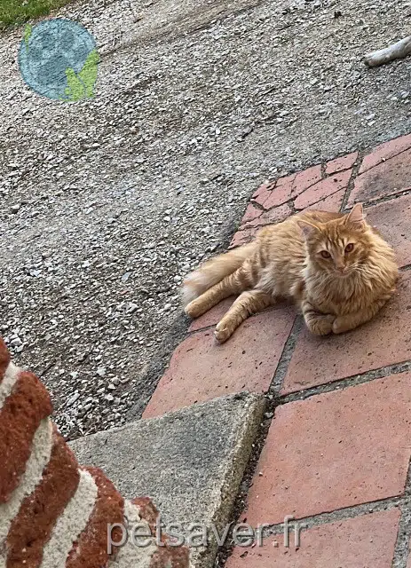 chat reunited   31320 Mervilla Zeste