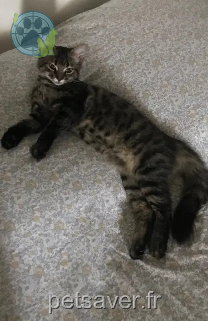 chat reunited   32700 Lectoure Anatole