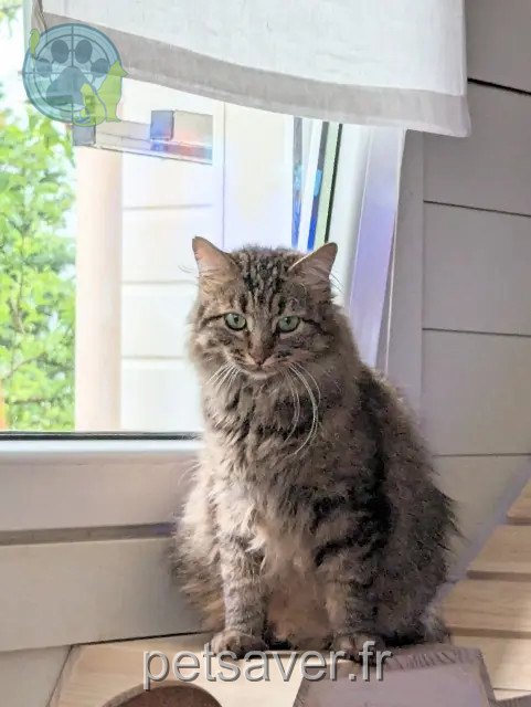 chat reunited 32400 Saint-Germé Bandit
