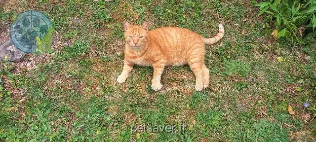gatto reunited   32220 Lombez Léo