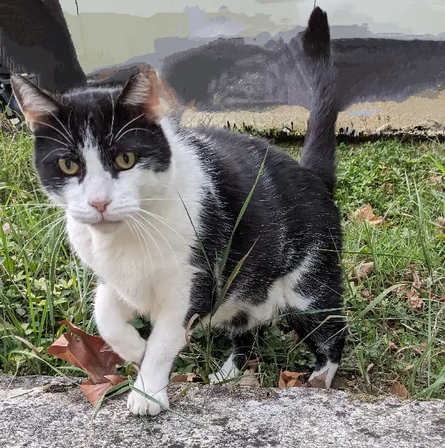 Chat Perdu 32 Gers - Métis Chat Perdu 32 Gers - Métis