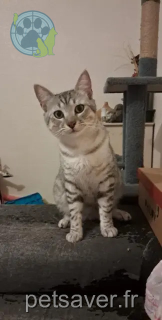 gato reunited   32000 Auch Roméo