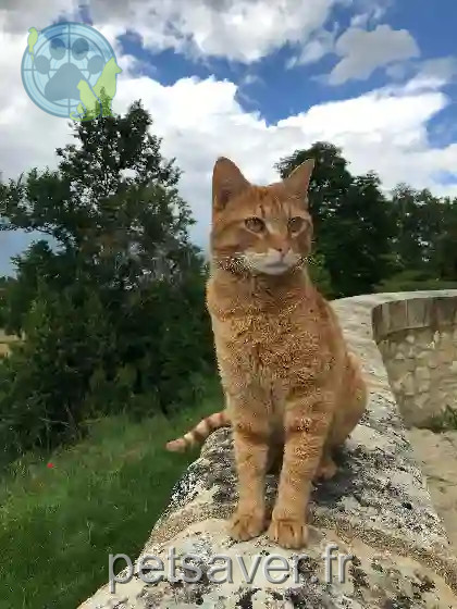 Chat Perdu 32 Gers - Rossini Chat Perdu 32 Gers - Rossini