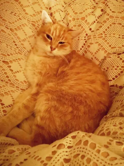 chat reunited   32250 Montréal Shàti