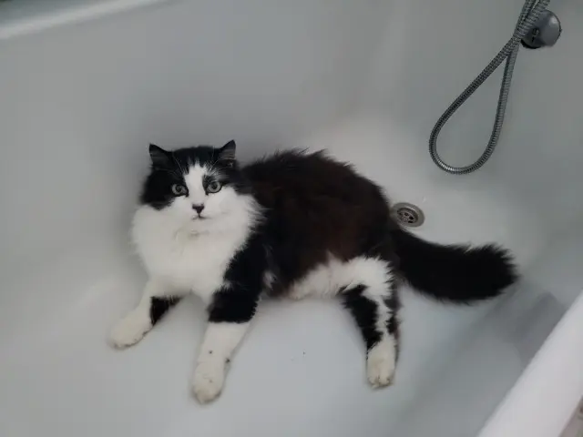 chat reunited   32000 Auch Sheldon