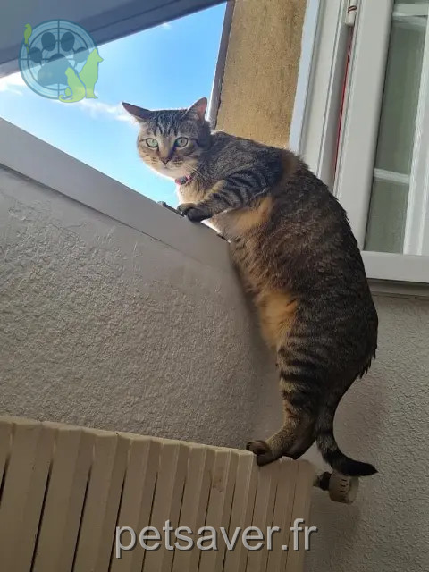 chat reunited 32290 Pouydraguin Simba