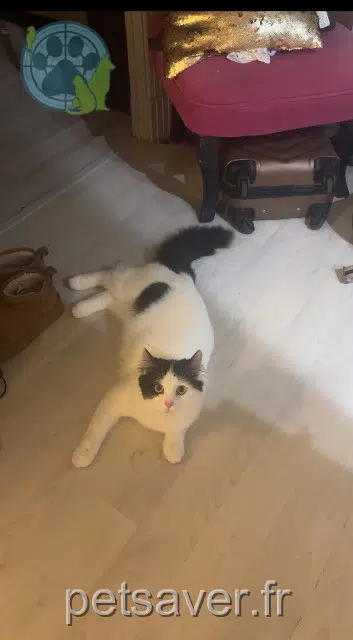 cat reunited   32000 Auch Sushi