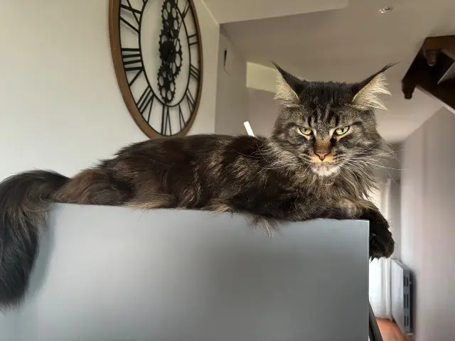 chat reunited   32600 Lias Tilou