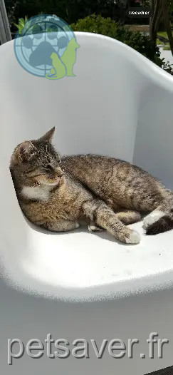 Chat Perdu 33 Gironde Chat Perdu 33 Gironde