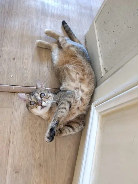 chat reunited   33610 Cestas Bakounine