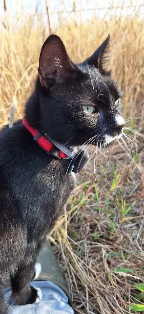 chat reunited   33290 Parempuyre Batou