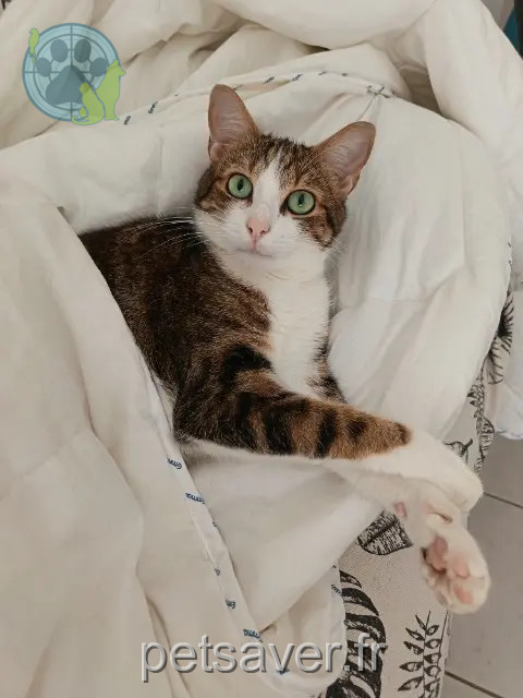 chat reunited   33520 Bruges Bilbo