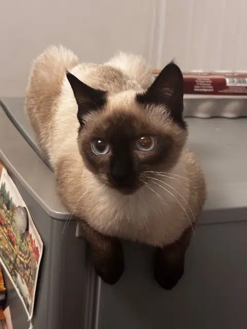 chat reunited   33400 Talence Bmo