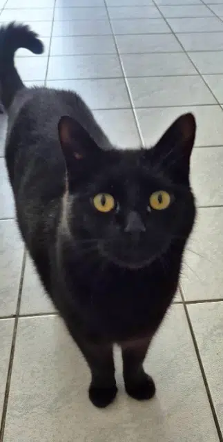 chat reunited   33700 Mérignac Boonti