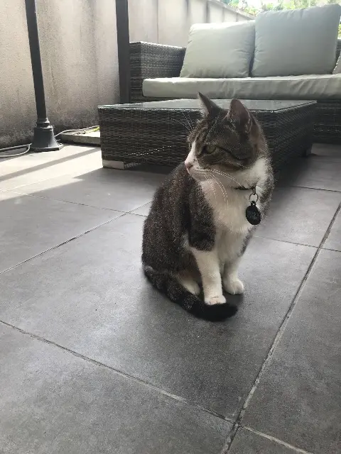 chat reunited    Bordeaux Asley