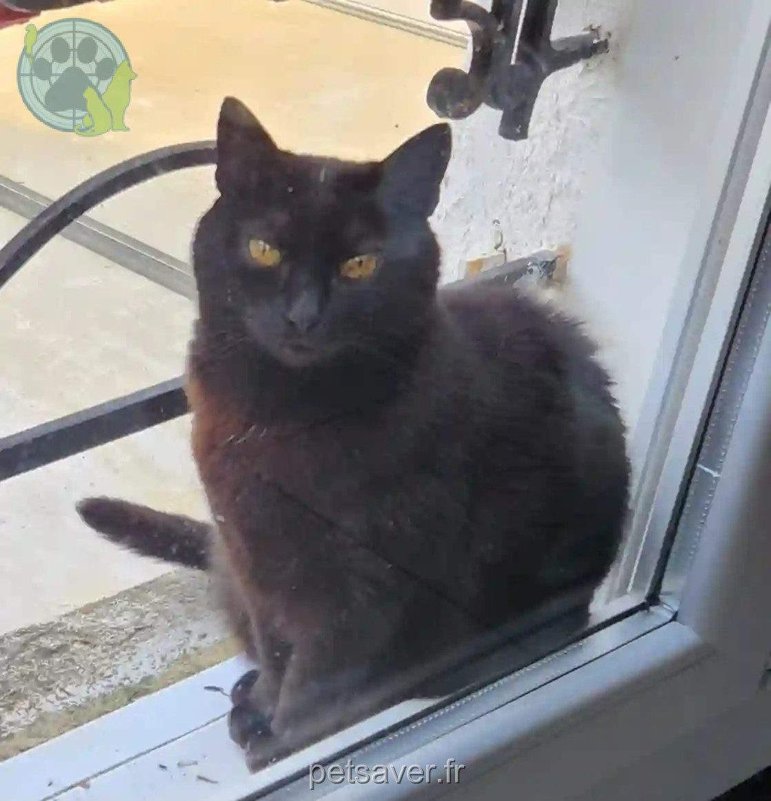 Chat Trouvé 33 Gironde Bordeaux - Blacky Chat Trouvé 33 Gironde Bordeaux - Blacky