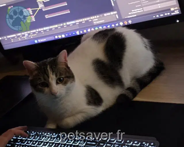 gato reunited    Bordeaux Bouboule