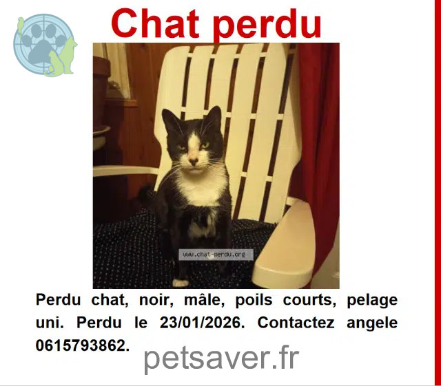 gatto reunited    Bordeaux Calinou