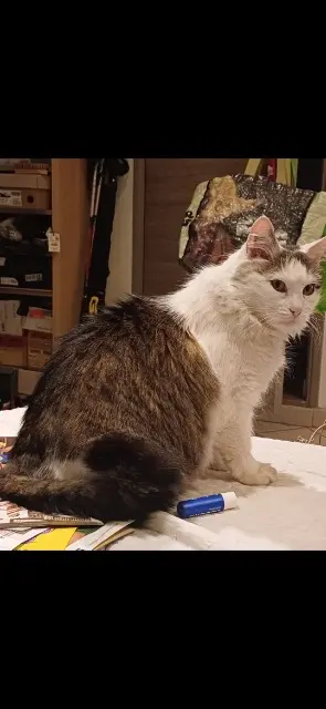 chat reunited    Bordeaux Casper