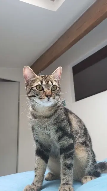 chat reunited    Bordeaux Goku