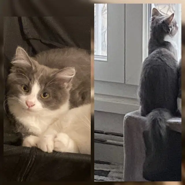 chat reunited    Bordeaux Grizzly