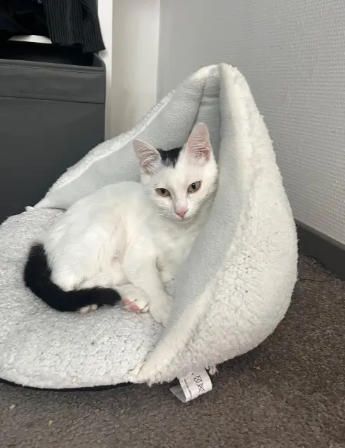 chat reunited    Bordeaux Haku