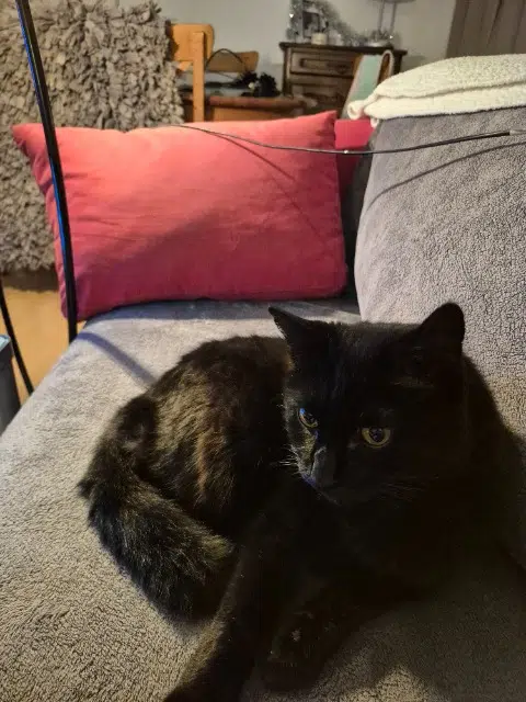 chat reunited    Bordeaux Indy